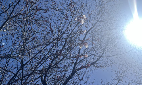 春のセッション