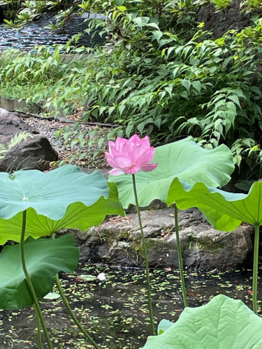 ■今日のお花