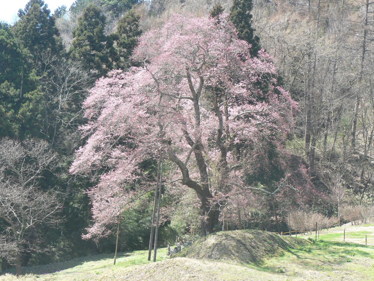 春：秋山の「駒桜」