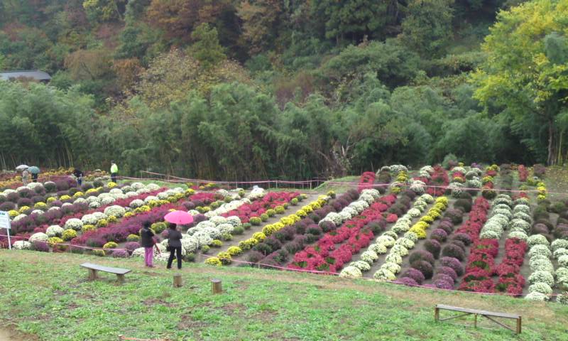 秋：小綱木の「ざる菊」