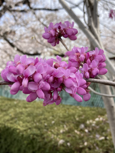 IMG_7681.jpeg