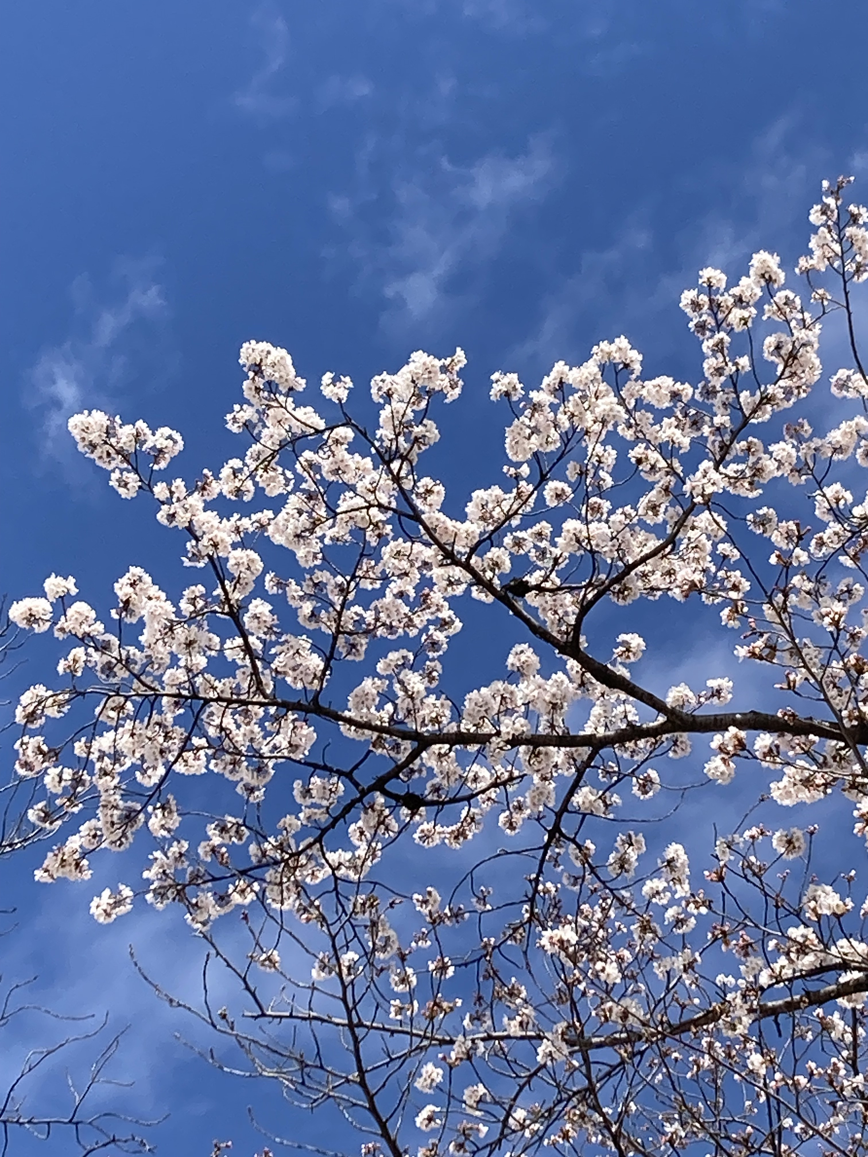 お花が綺麗な戸塚安行です。