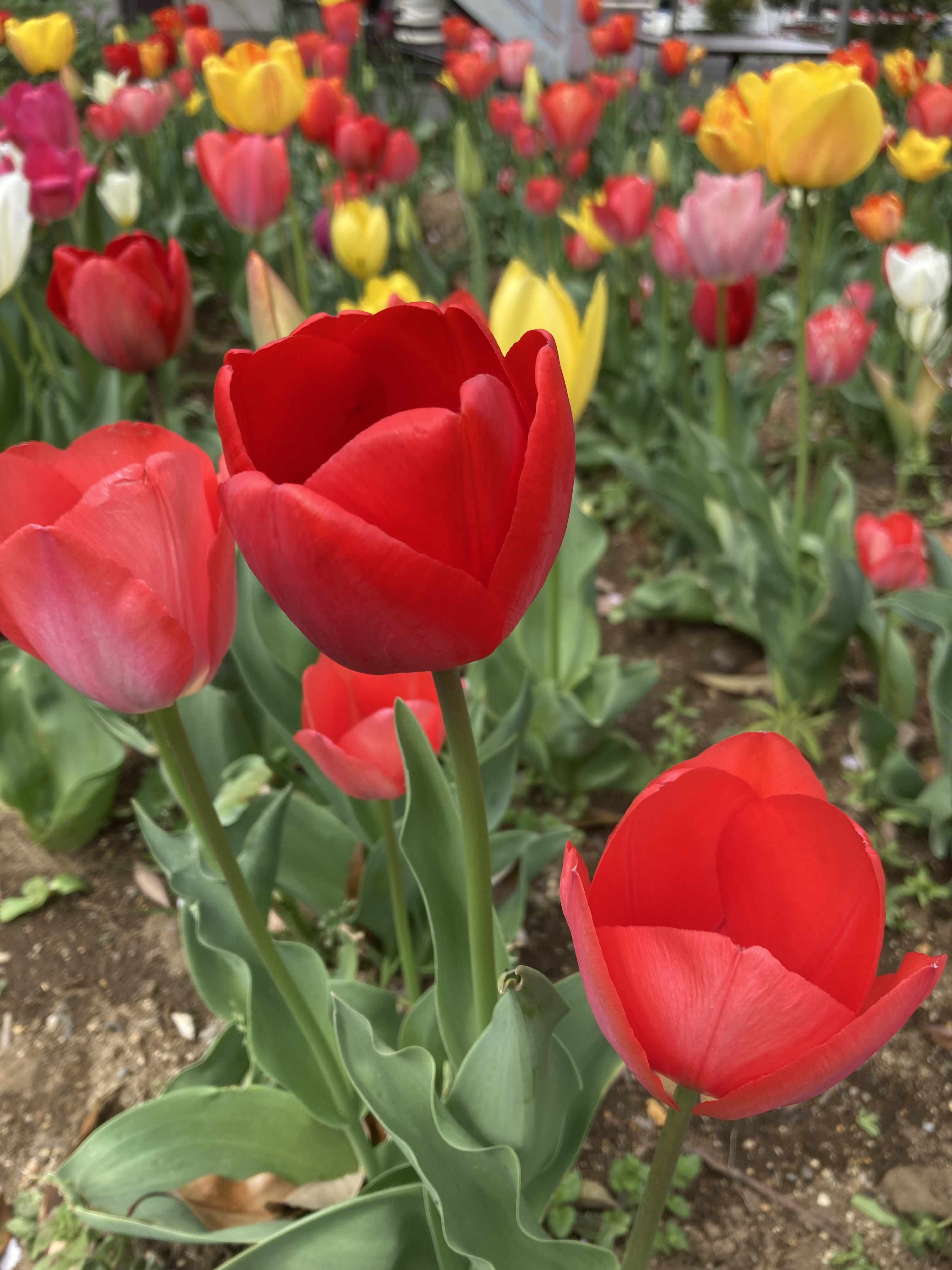 IMG_7701.jpeg