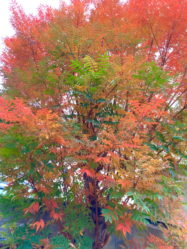 一年早いですね