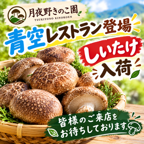 月夜野きのこ園　きのこ入荷いたしました。
