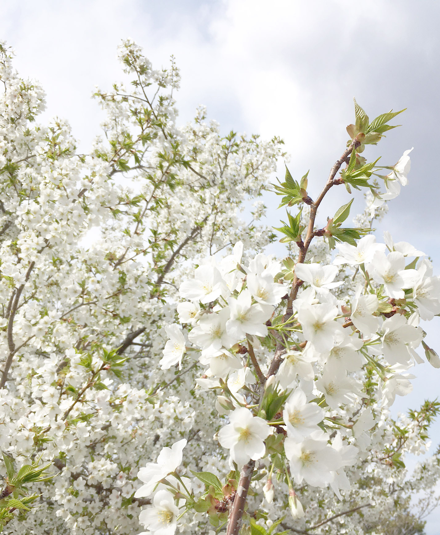 白い桜.jpg