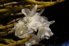 IMG_1352.jpg