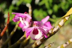IMG_1358.jpg