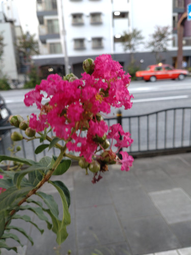 百日紅