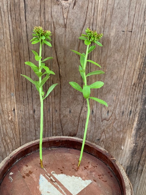 IMG_2298 (1).png