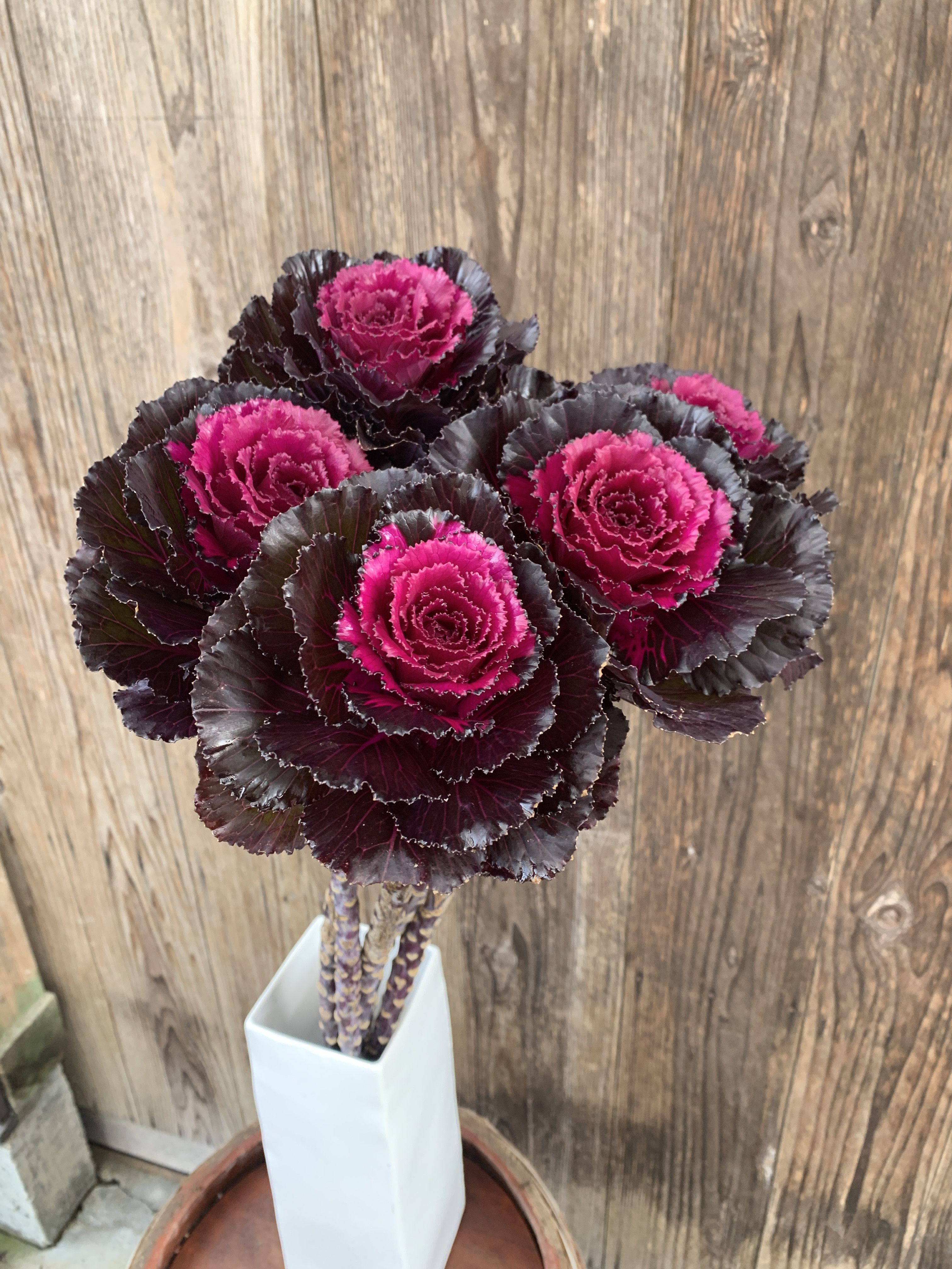 ハボタン　エレガンス艶　2025年