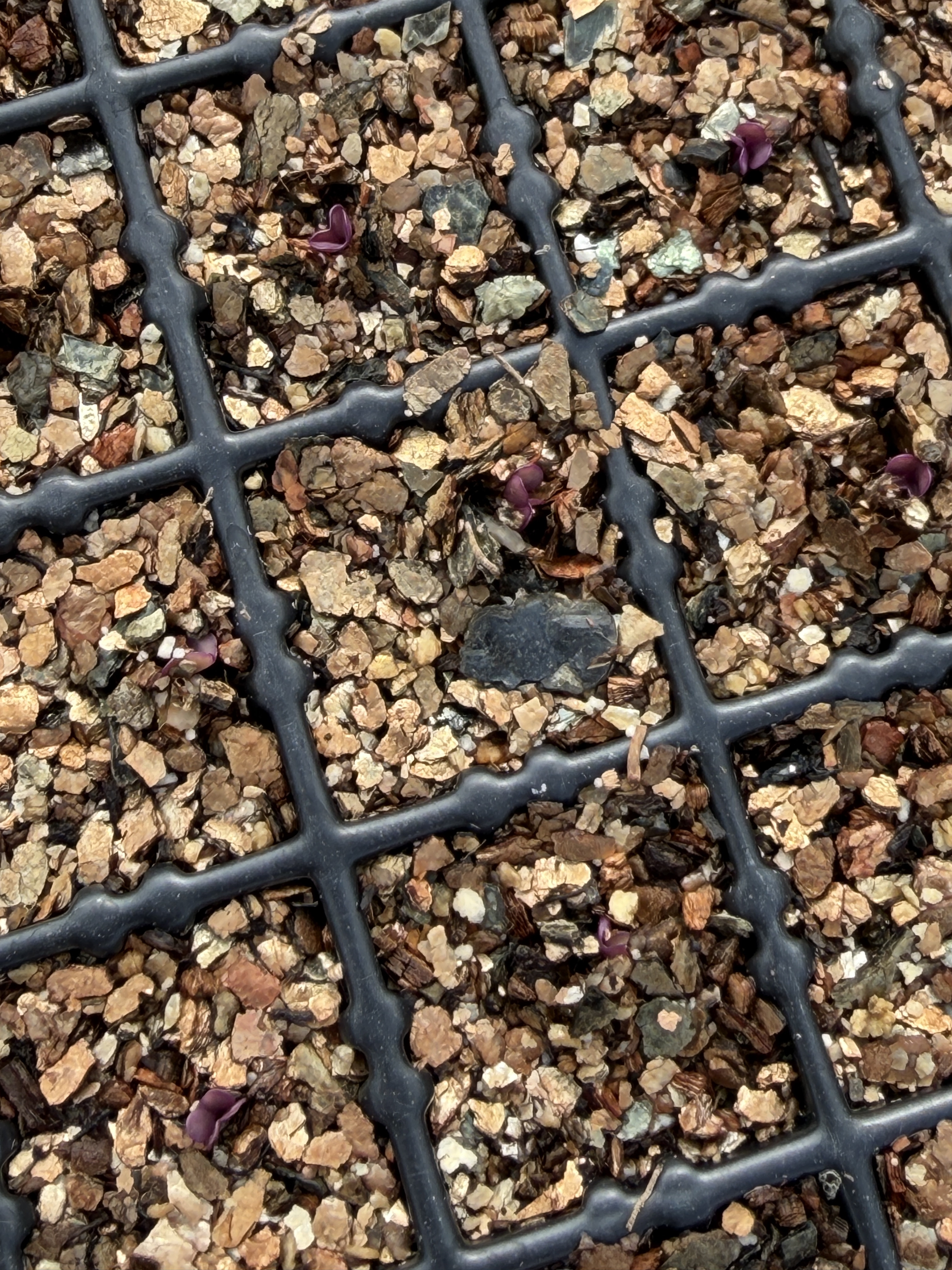 【猛暑対策】ハボタン