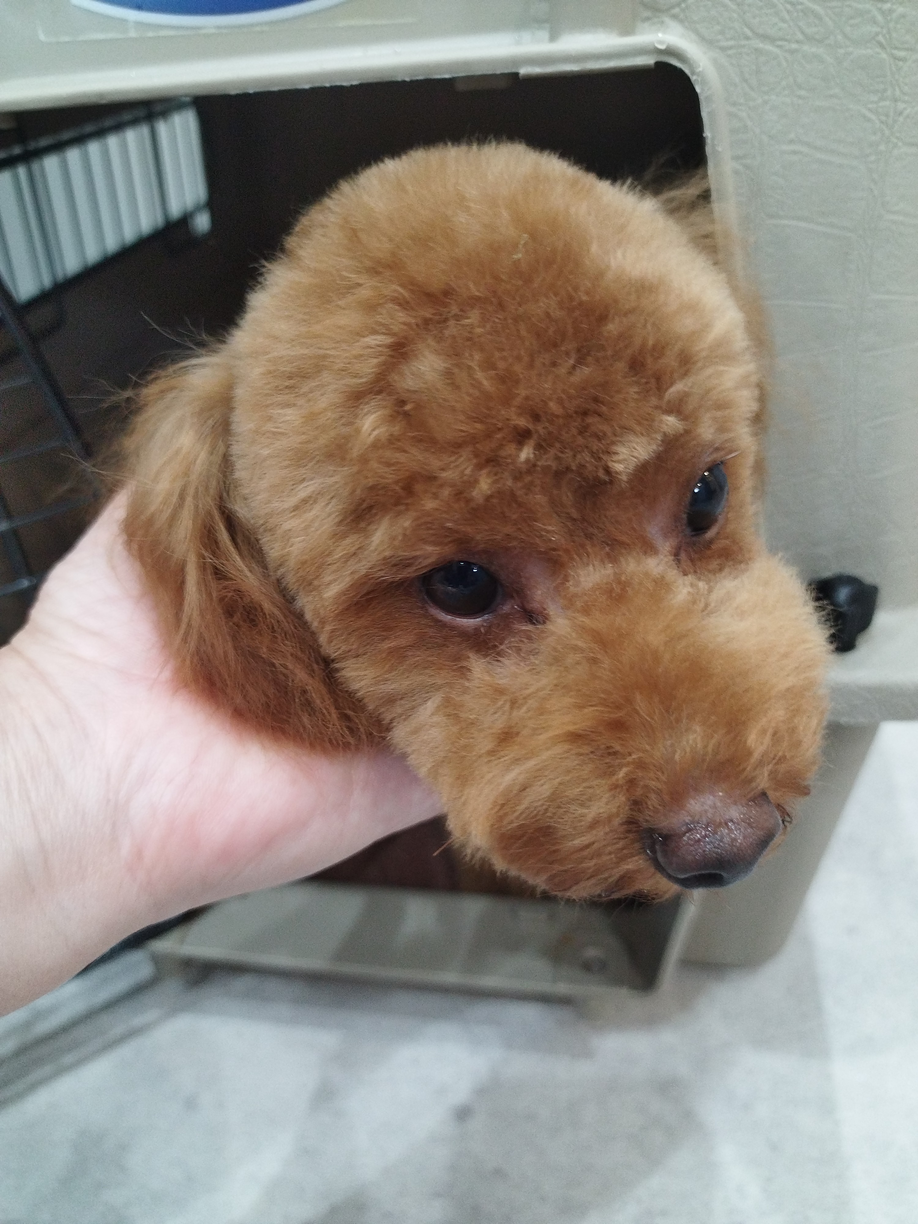 トリミング室からのお知らせ