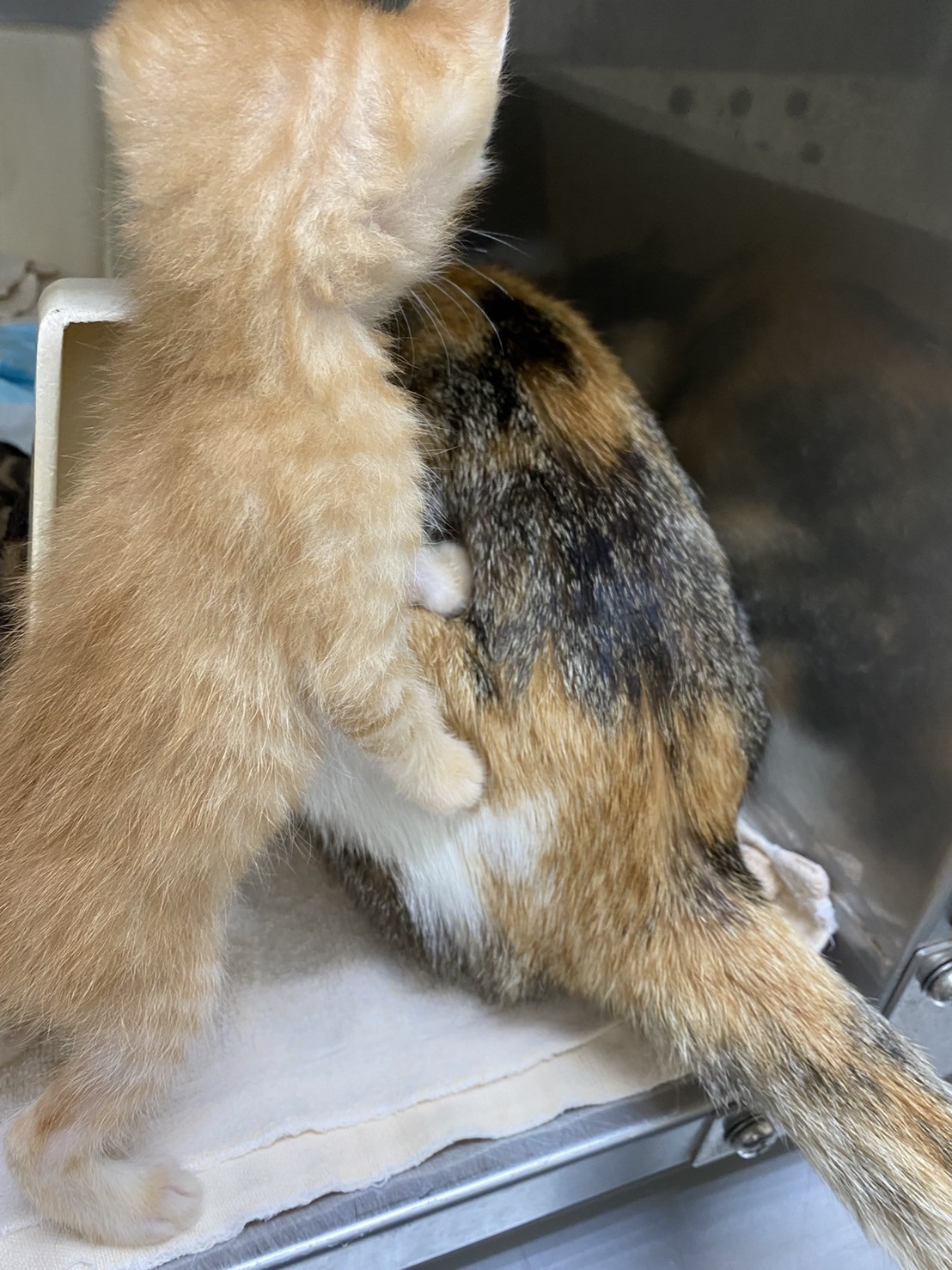 新規ワクチン接種の方へ