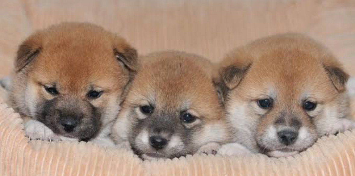 お急ぎの受診のご相談はお電話で