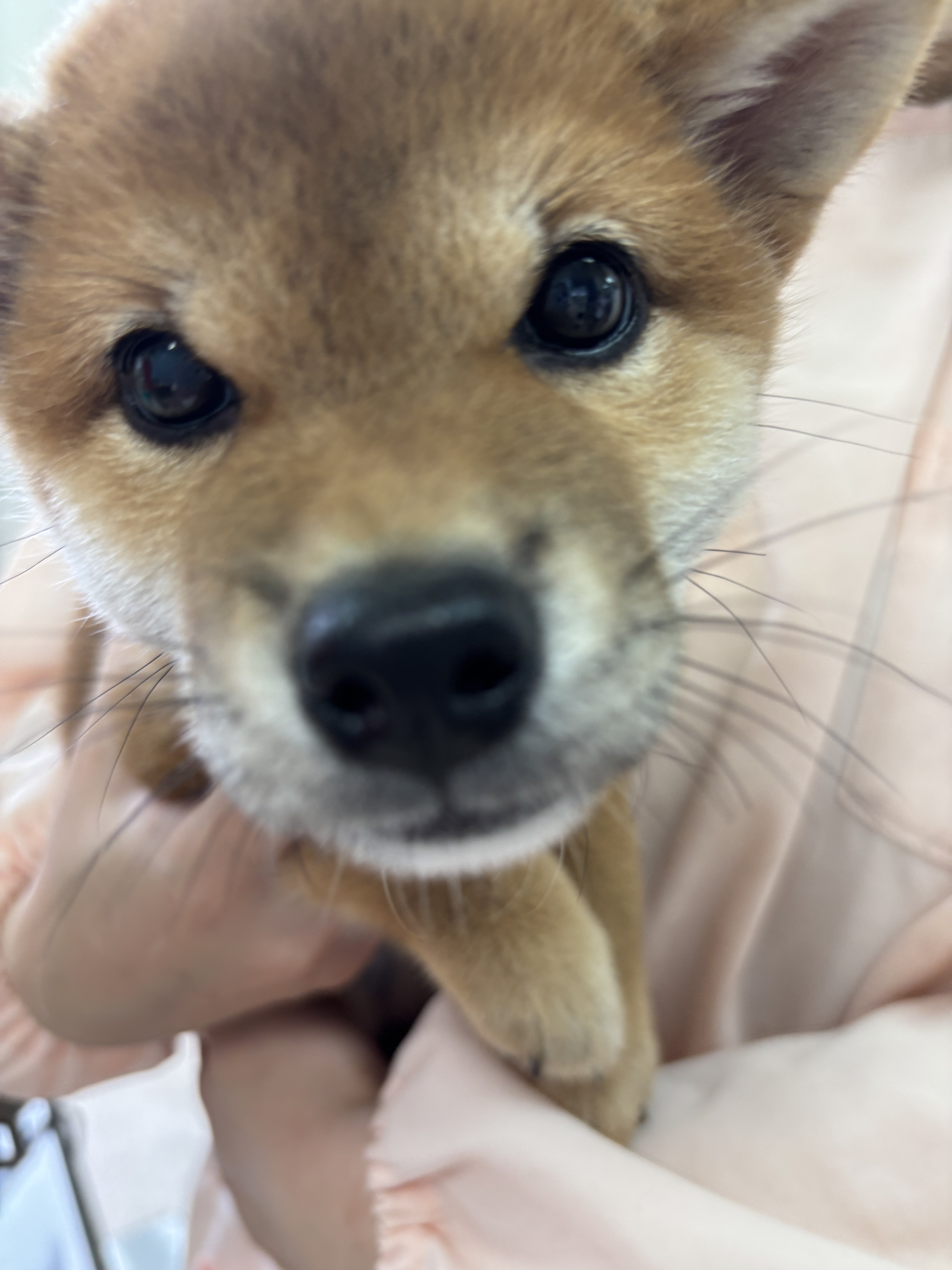 柴犬お探しの方へ