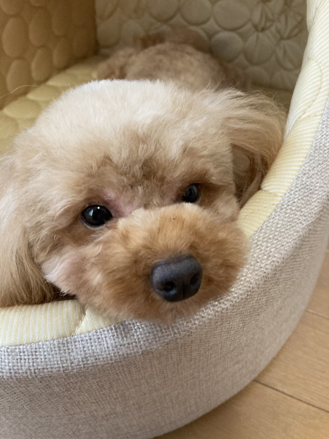 R動物病院改装工事のお知らせ