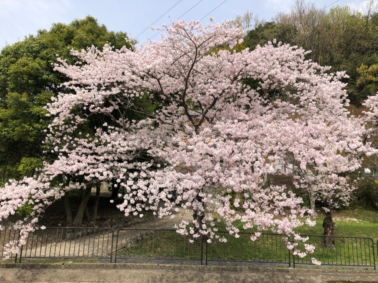 3/31今年も桜がキレイです！！