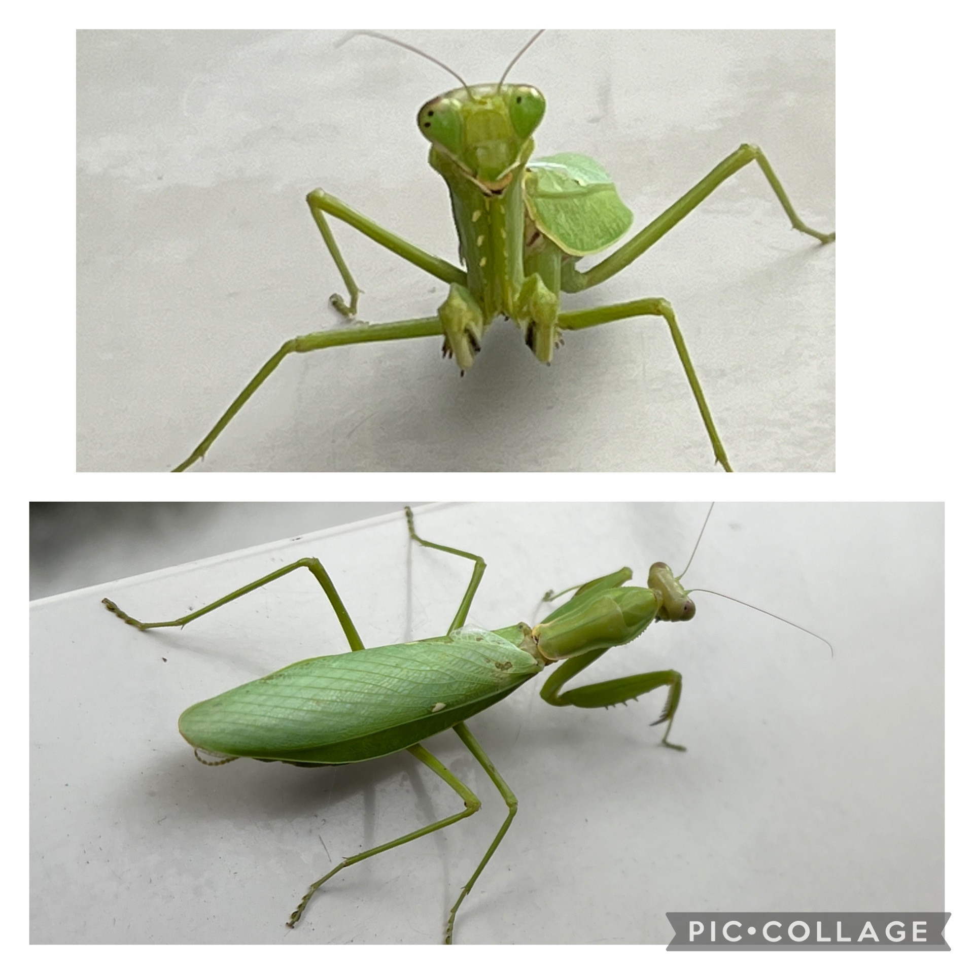 10/8    居宅　　嬉しかったこと  訪問から帰ってきたら、下駄箱の上で、綺麗なグリーンのカマキリが迎えてくれました。