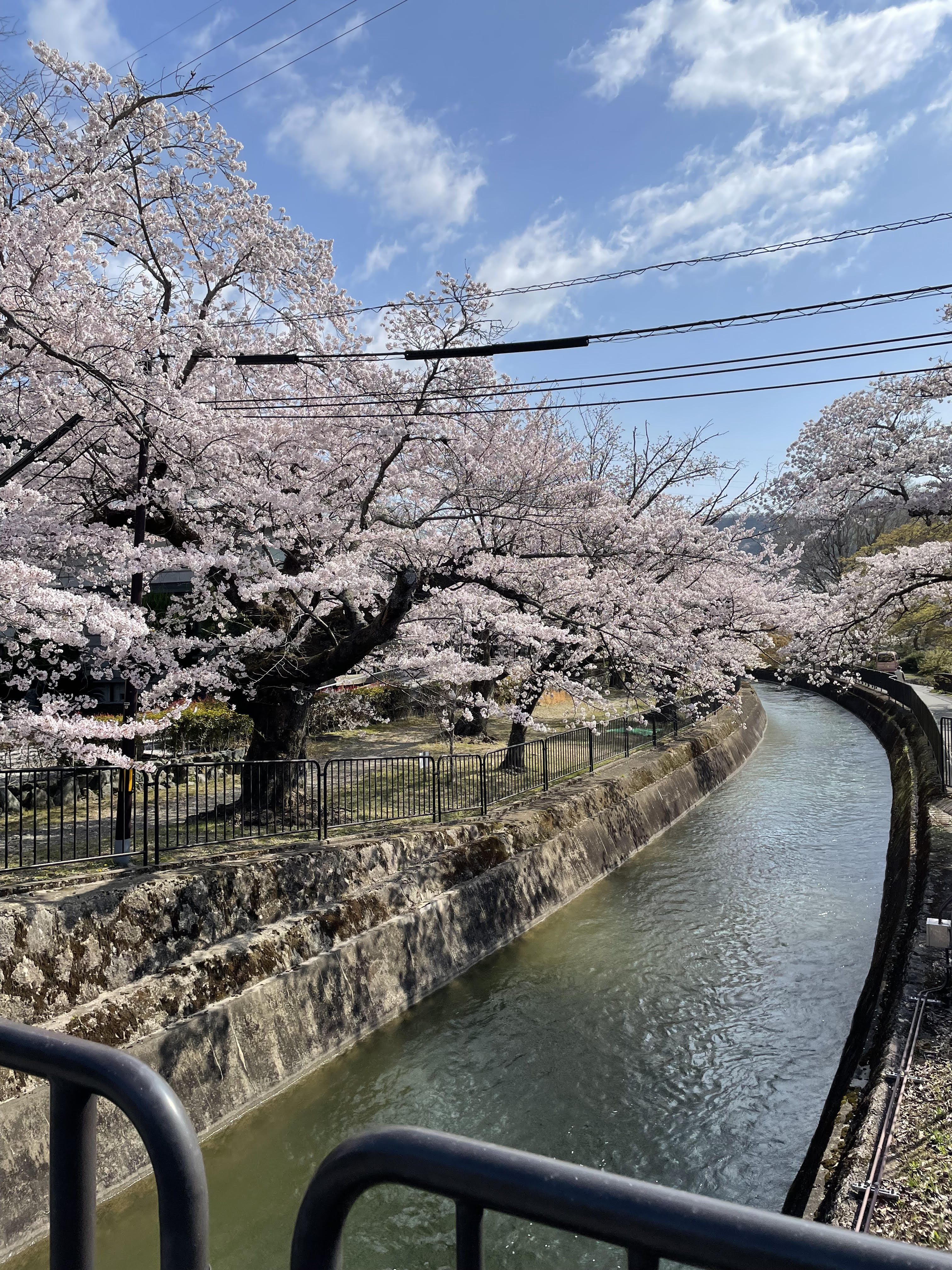お花見も終盤🌸