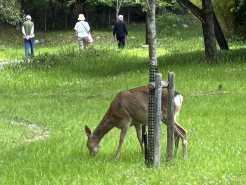 5.16鹿.jpg