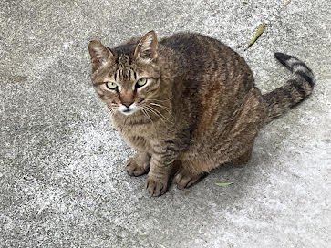 時々見かけます😺