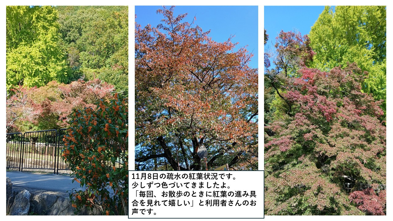 １１月８日疏水の紅葉状況！！