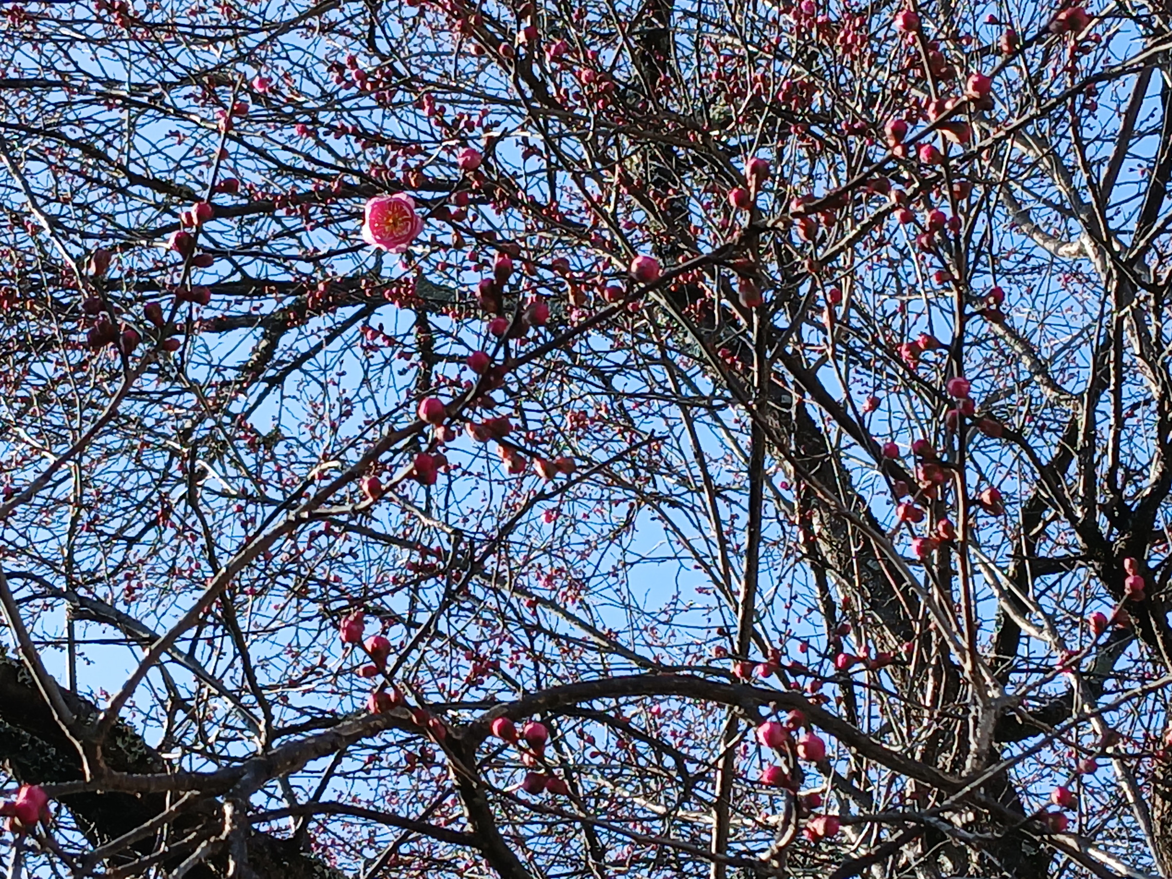 1月17日（デイ）疏水沿いの紅梅が咲き始めました。