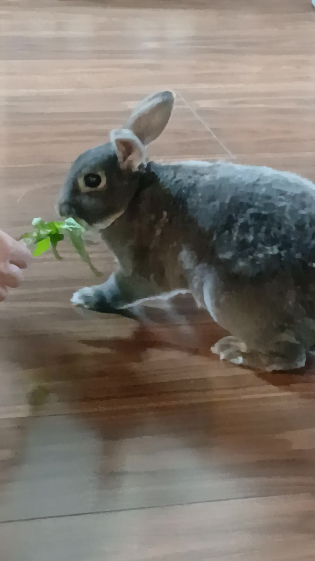 1/24（デイ）　ふくちゃん完全復活。食欲旺盛です。