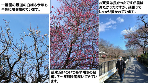 梅と散歩.jpg