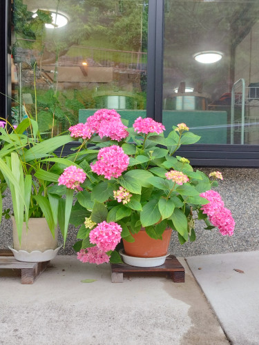 紫陽花・玄関.jpg