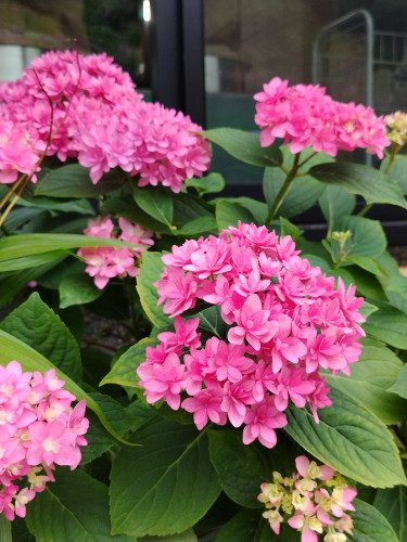 紫陽花・玄関・アップ.jpg