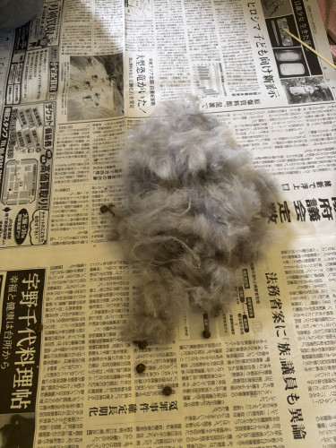 取れた毛.jpg