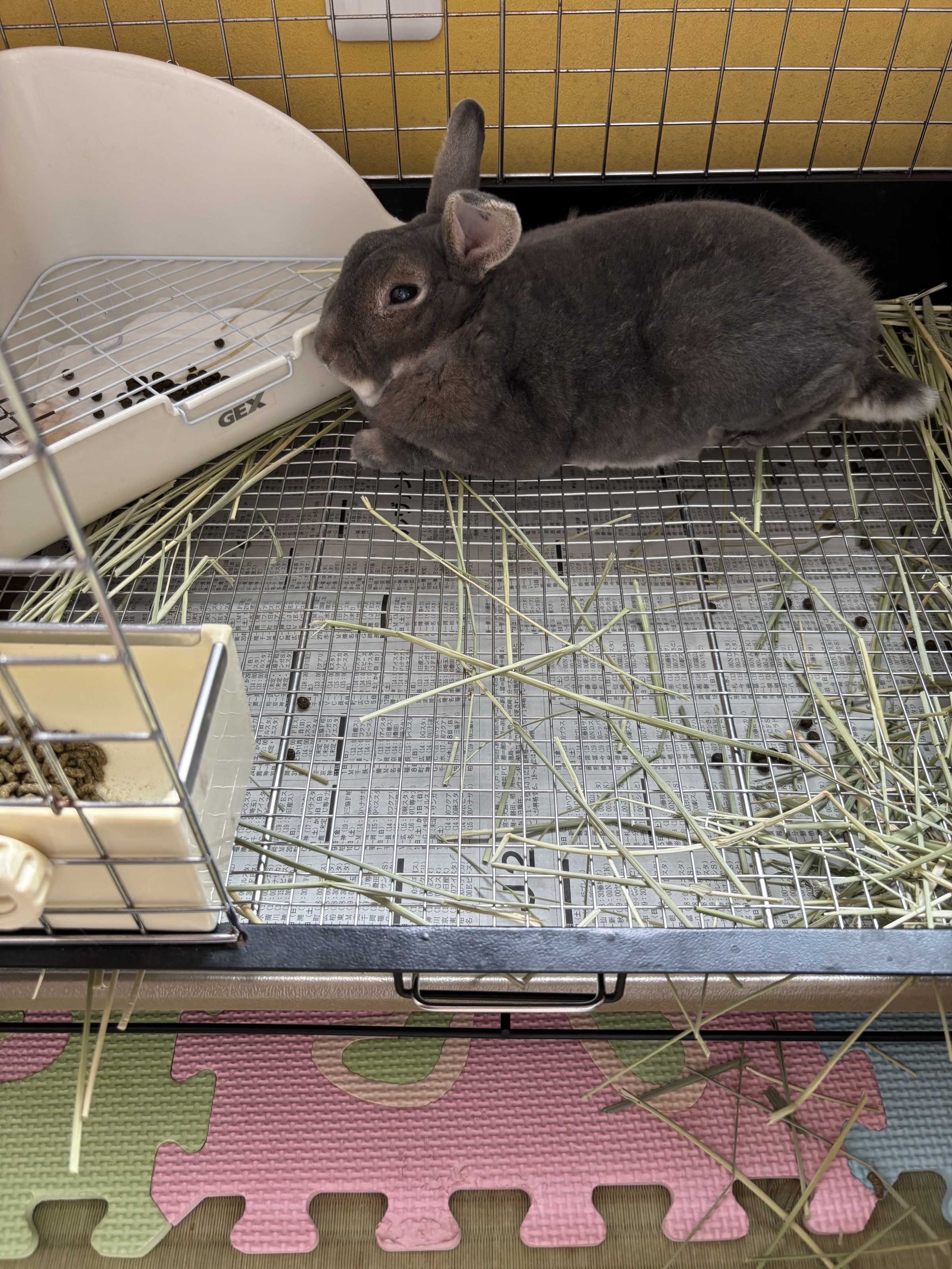 8/29今日のお昼のふくちゃん・・・部屋んぽしないで眠そうにしています。。。