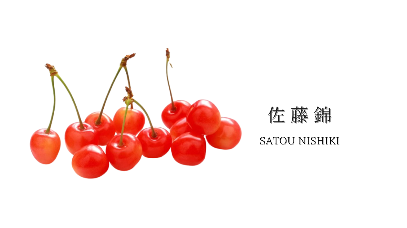佐藤錦