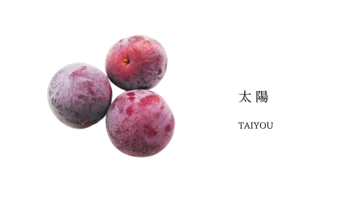 太陽