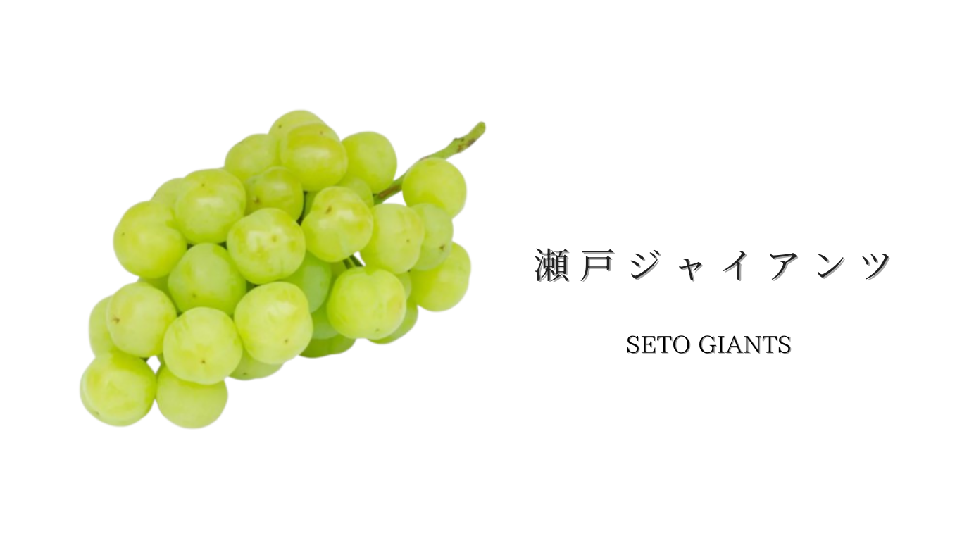 瀬戸ジャイアンツ