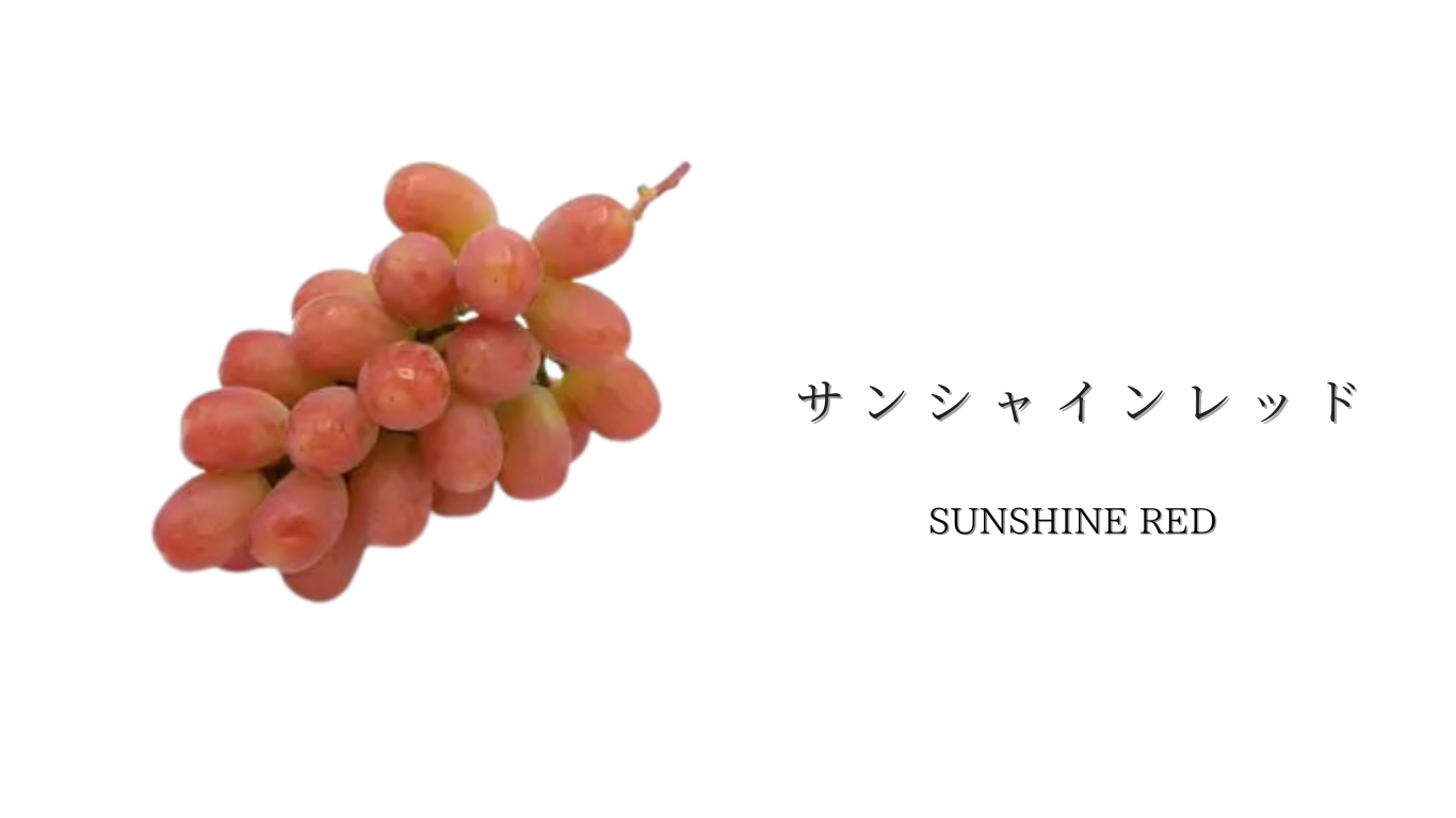 サンシャインレッド