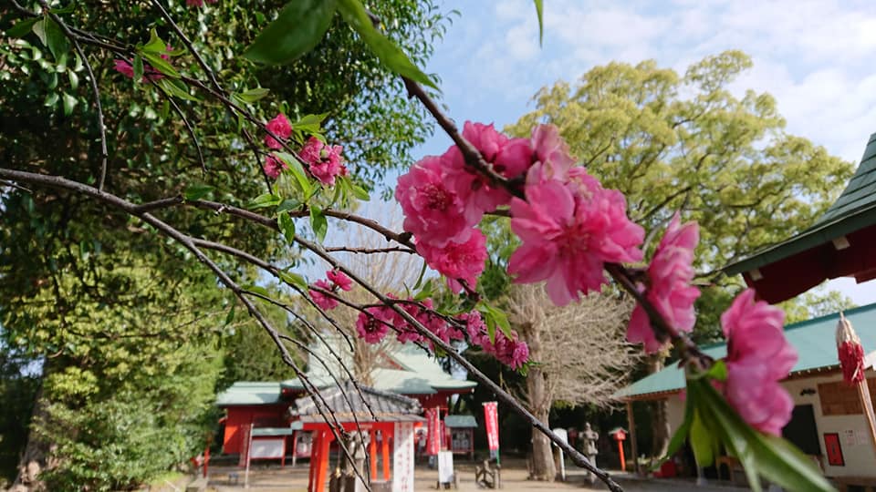 〜初春〜　大汝牟遅神社の梅の花