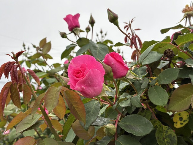 ★りんご園と薔薇