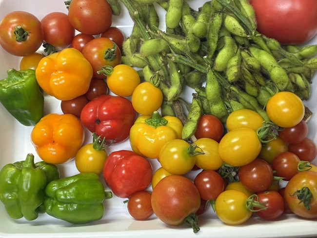 ★新鮮！夏野菜