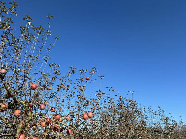 ★収穫もいよいよ終盤です