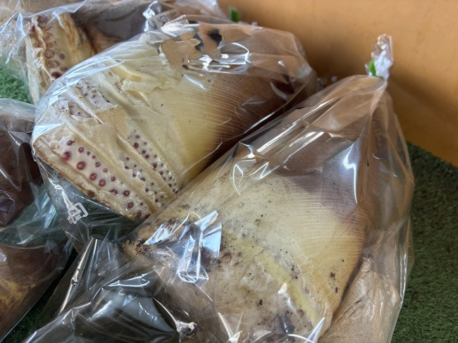 ★たけのこ・筍・タケノコ