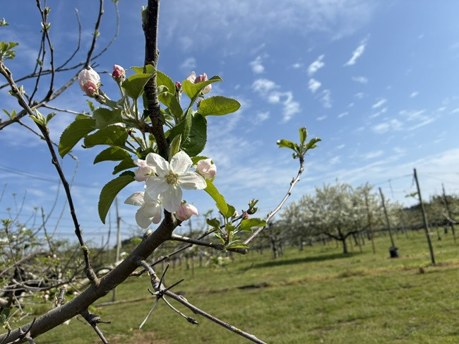 ★りんごの花が咲きました～