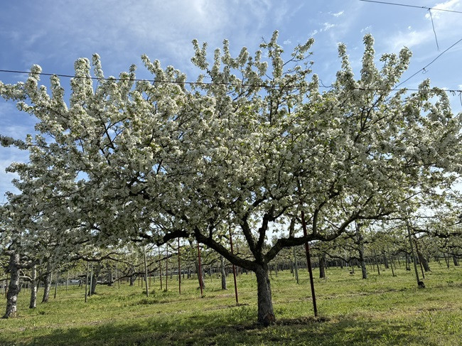 ★受粉樹の花、満開です！