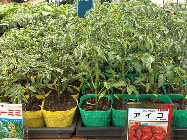 ★元気な苗あります！