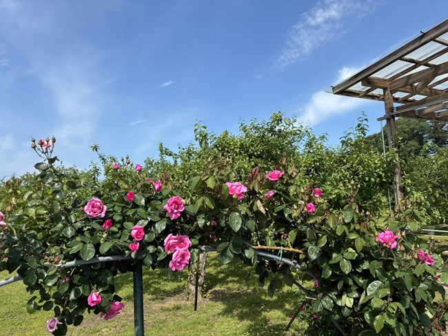 ★薔薇が咲きました