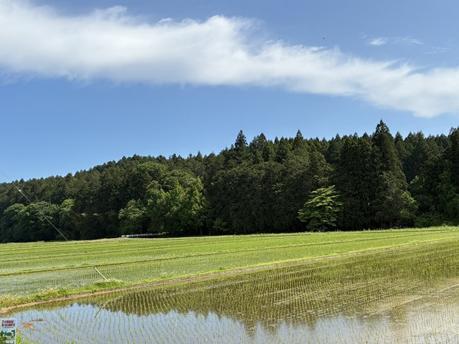 ★田んぼも美しい