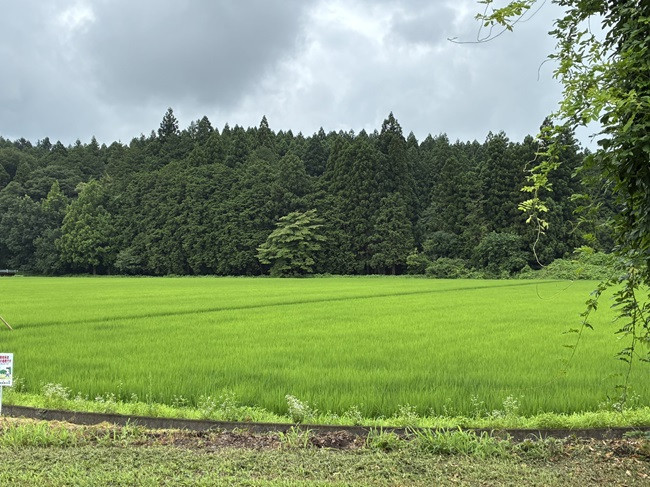 ★穂のでる頃です