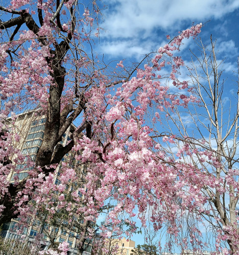 IMG_20250409_153640~2.jpg